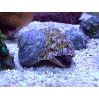 Melc Turbo (cca.3 cm)